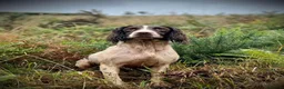 English Springer Spaniel dogs for sale: Very nicely bred English Springer Spaniel puppies  in Dalkeith - Advert 7