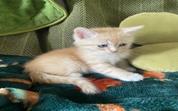 Mixed Breed cats for sale: Silver tabby and cream chinchilla kittens - Image 6