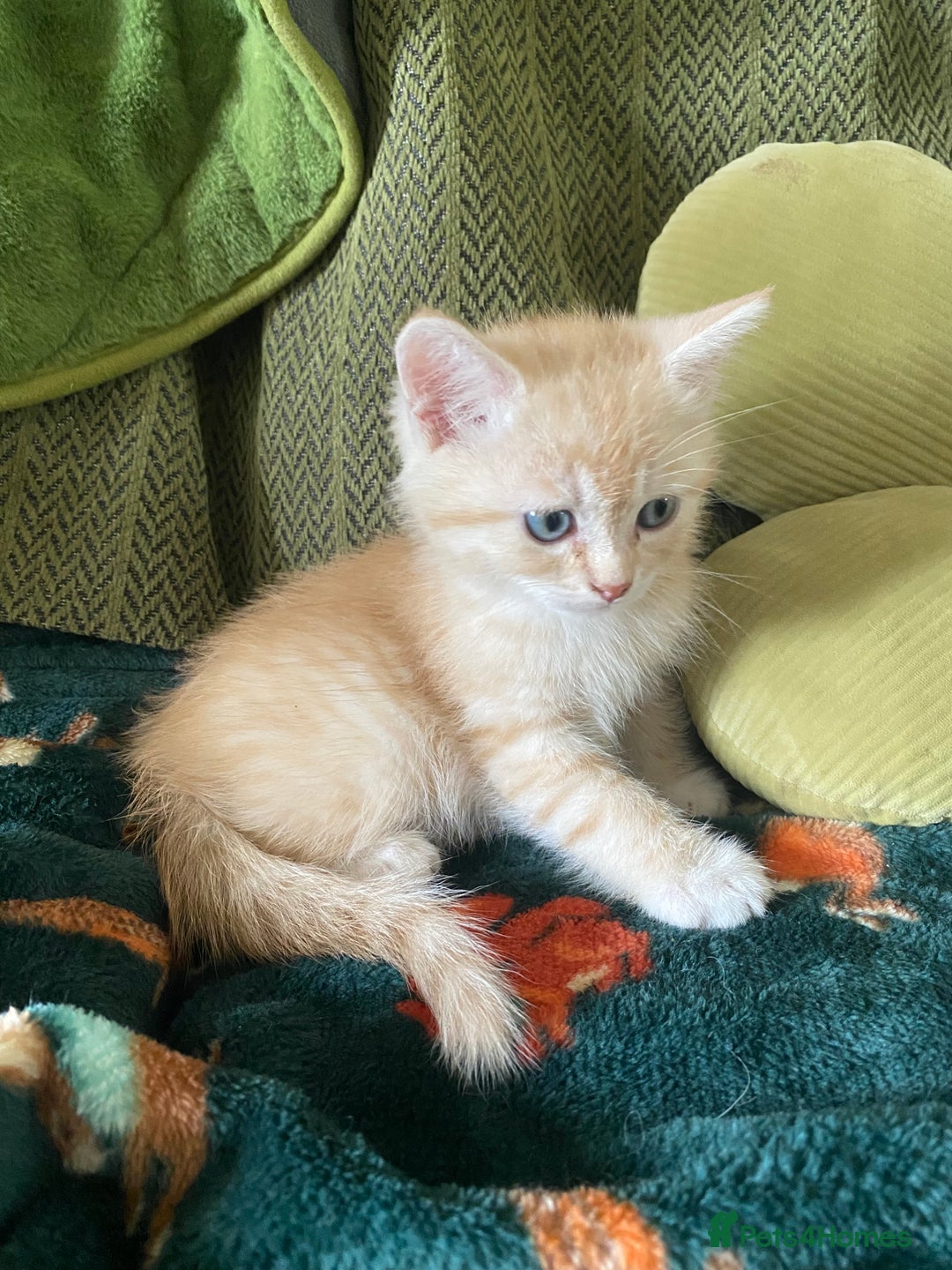 Mixed Breed cats for sale: Silver tabby and cream chinchilla kittens - Image 6