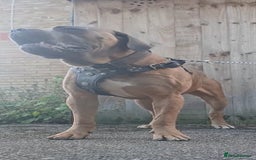 Cane Corso dogs for stud: Russian import working blood cane corso stud - Advert 6