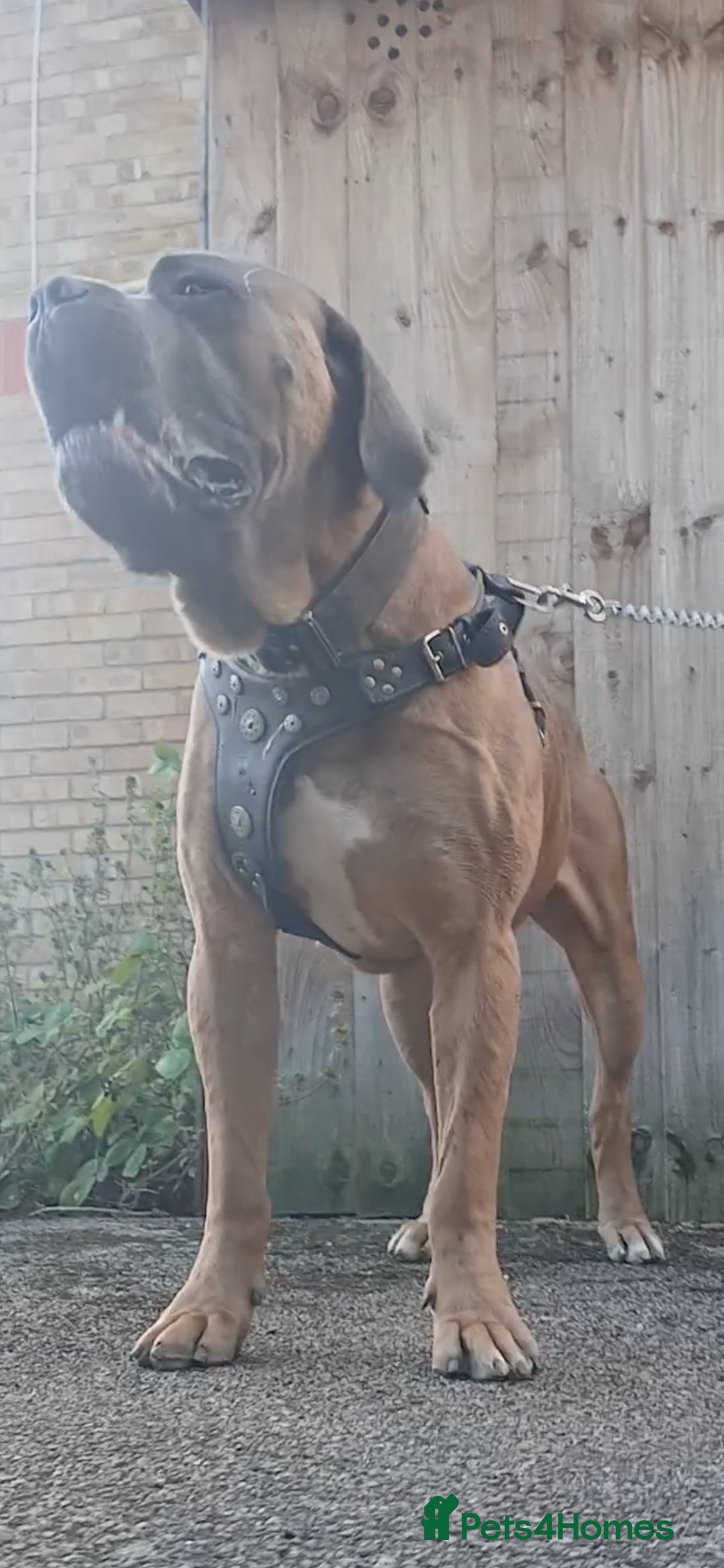 Cane Corso dogs for stud: Russian import working blood cane corso stud - Advert 6