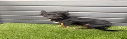 Jack Chi dogs for sale: Chijacks for sale  - Advert 4