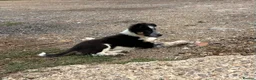 Border Collie dogs for sale: Pedigree border collie puppies  - Advert 11