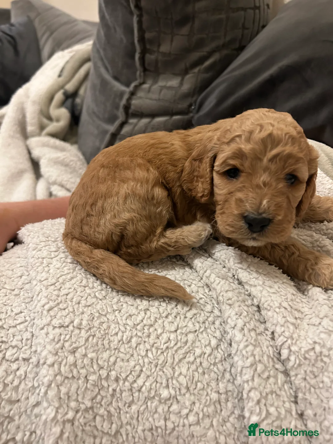 Mixed Breed dogs for sale: Australian Double doodle puppies  - Advert 10