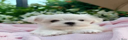 Maltese dogs for sale: Beautiful Mini Maltese Puppy - Korean Bloodlines - Advert 9