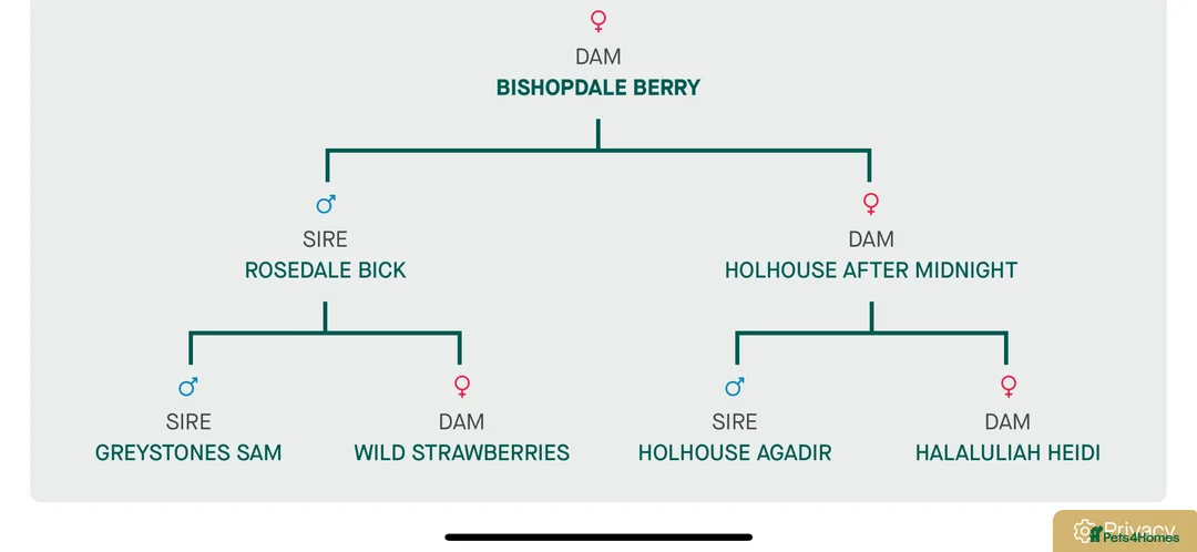 Labrador Retriever dogs for sale: Fox Red Labrador  in Leyburn - Advert 8