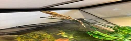 Gecko reptiles for sale: Crested gecko in Shildon - Advert 10
