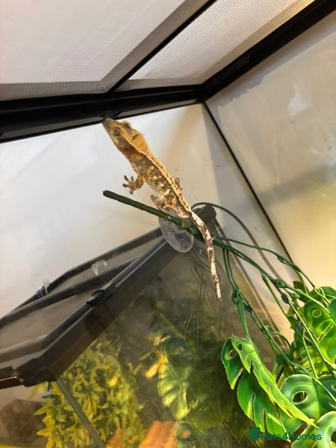 Gecko reptiles for sale: Crested gecko in Shildon - Advert 10