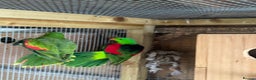 Parrots birds for sale: Proven pair of crimson wings - Advert 1
