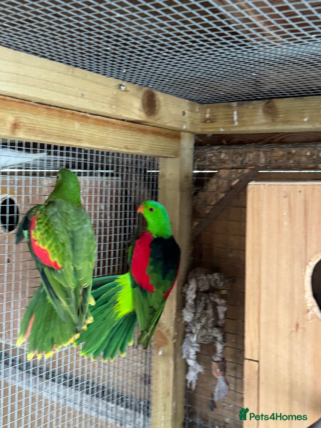 Parrots birds for sale: Proven pair of crimson wings - Advert 1