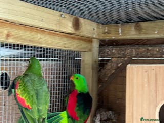 Parrots birds Proven pair of crimson wings - Advert 1