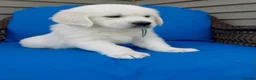 Golden Retriever dogs for sale: QUALITY CREAM GOLDEN RETRIEVER PUPPIES AVAILABLE  - Advert 7