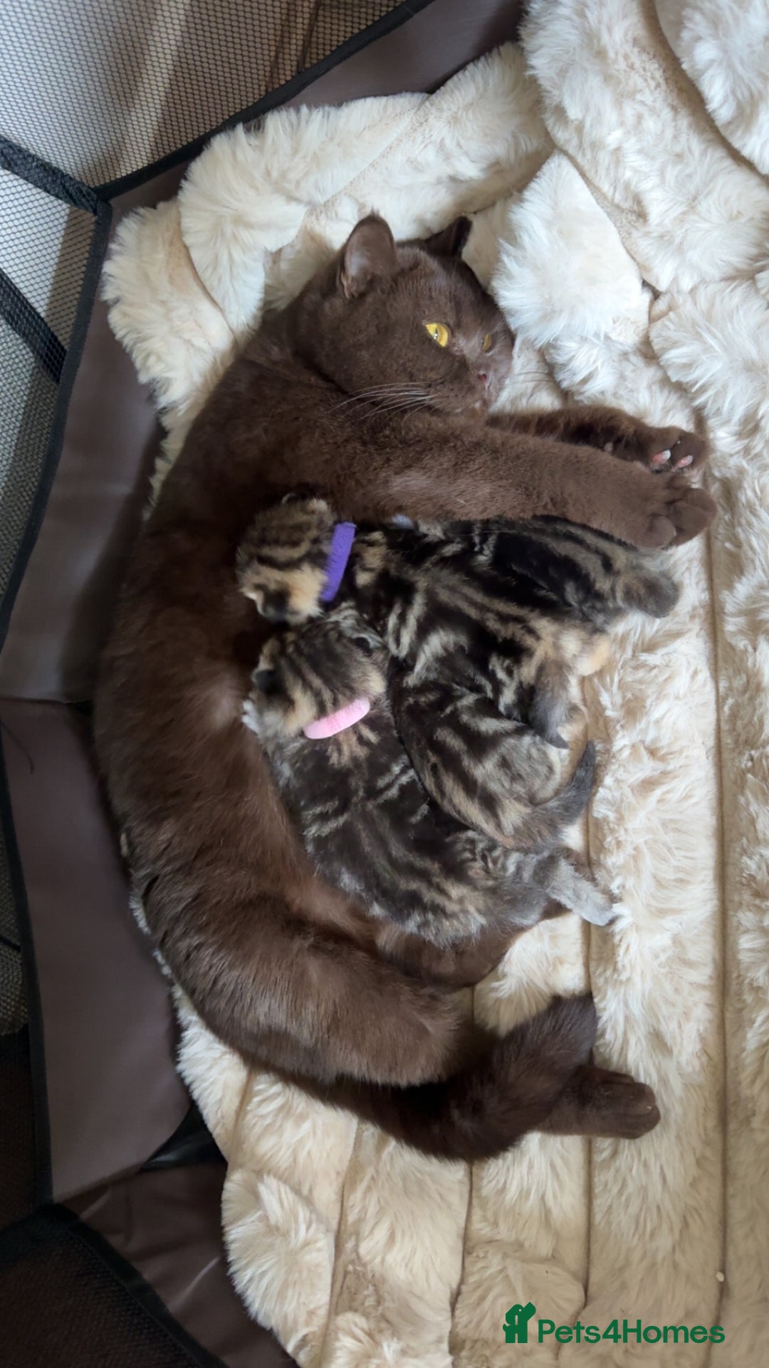 British Shorthair cats for sale: British short hair kittens  - Image 1
