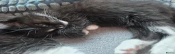 Mixed Breed cats for sale: 3 black and white tuxedo kittens, 2 male 1 female - Advert 8