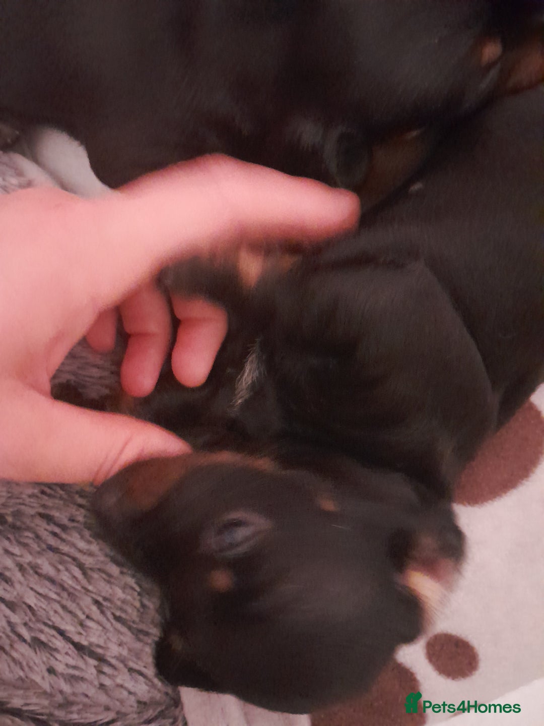 Miniature Dachshund dogs for sale: Miniature dachshunds  - Image 8