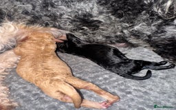 Mixed Breed dogs for sale: Beautiful Cockapoo puppies  - Image 4
