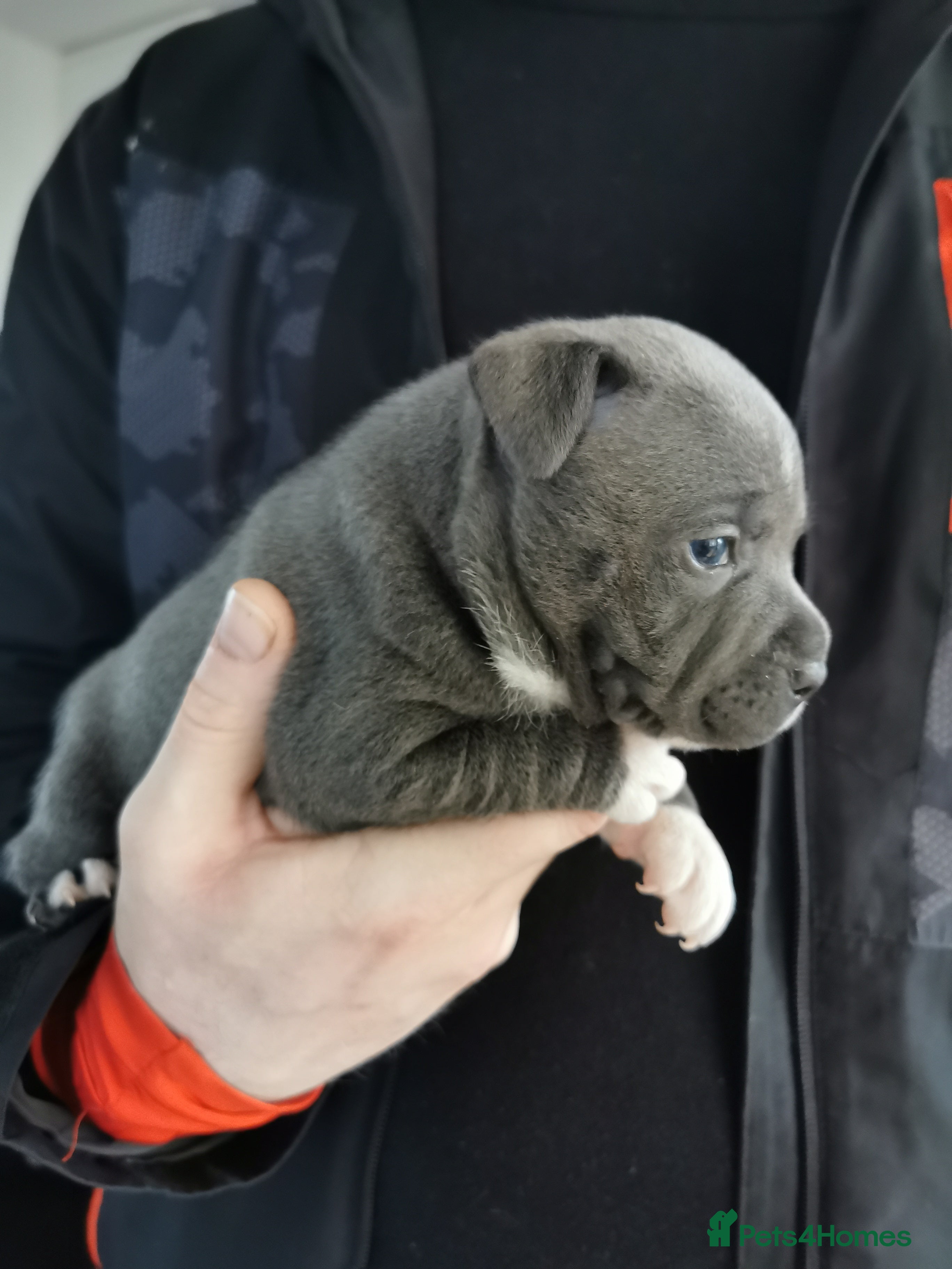 Staffordshire Bull Terrier dogs Beautiful Staffy's puppies - Advert 1