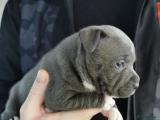 Staffordshire Bull Terrier dogs Beautiful Staffy's puppies - Advert 1