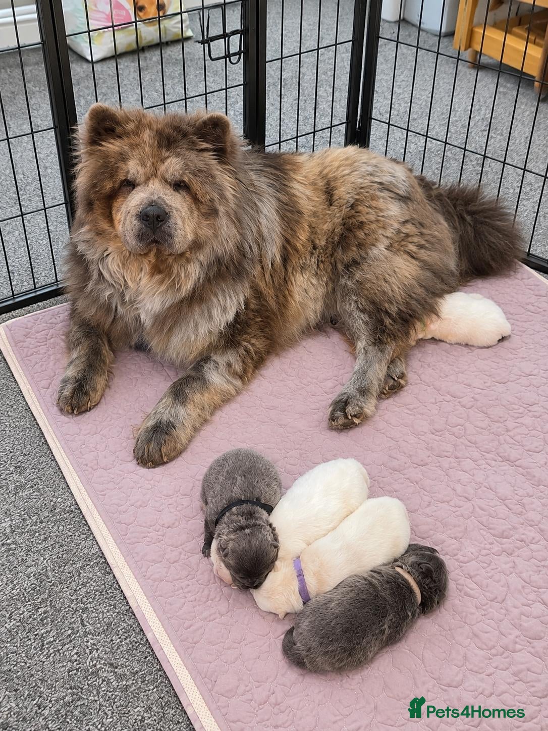 Chow Chow dogs Chow Chow Puppies  - Advert 4