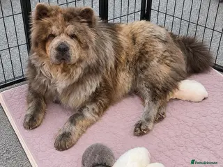 Chow Chow dogs READY TO GO 7 DAYS Chow Chow Puppies - Advert 4