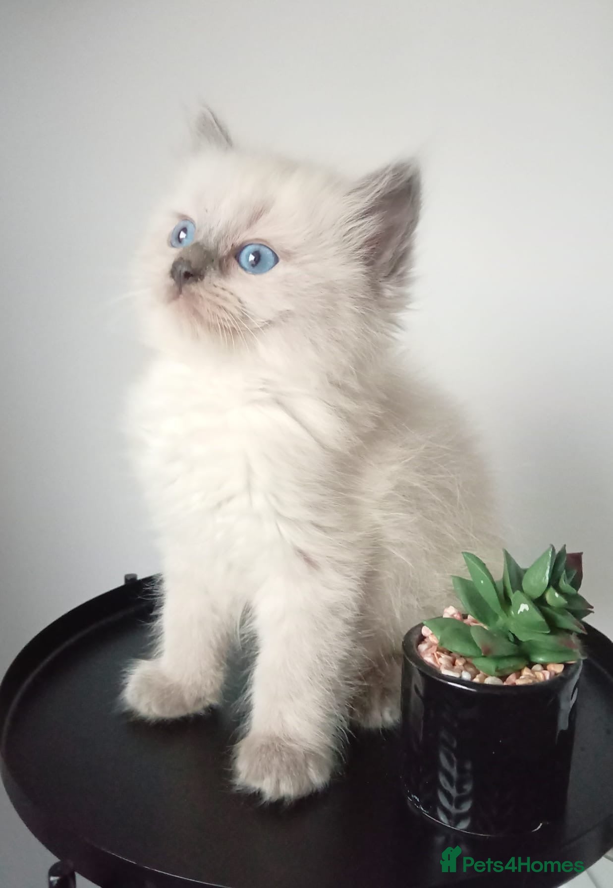 Ragdoll cats Champion bred Ragdoll kittens  - Advert 14