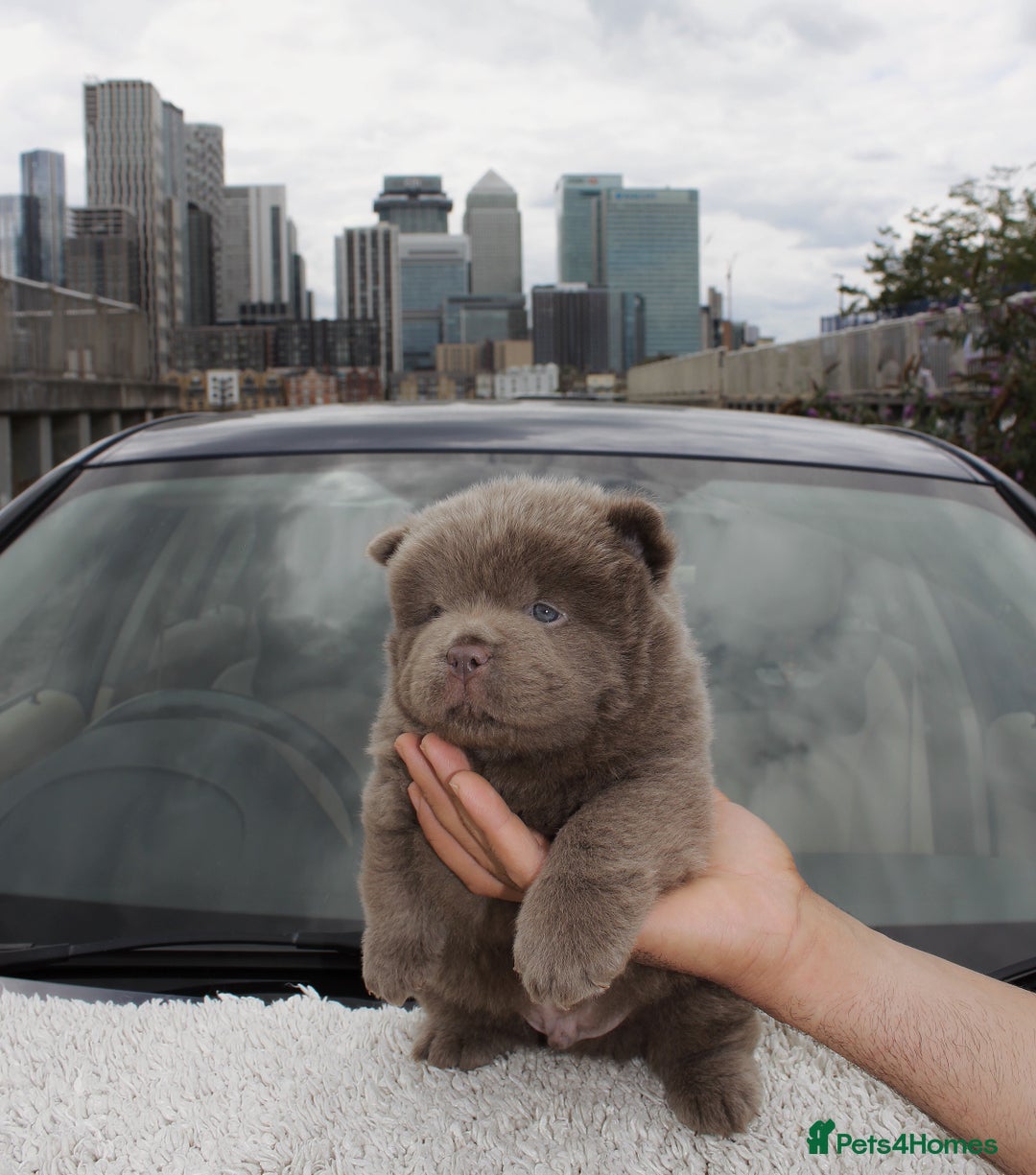 Chow Chow dogs for sale: CHOC🍫LILAC🌪️Champion KC reg🏆 pedigree chow chow - Image 6