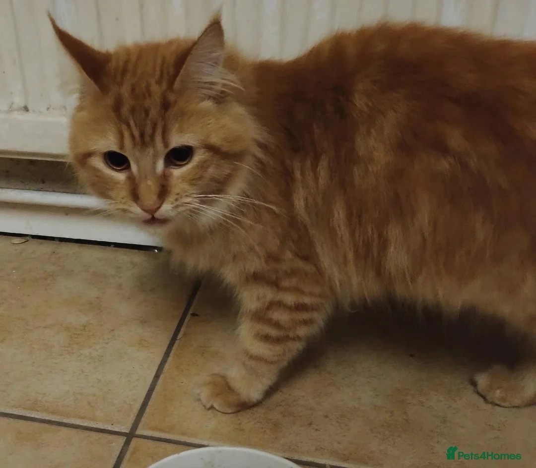 Mixed Breed cats for sale: female ginger tabby maine coon cross - Advert 4