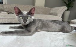 Bengal cats for sale: Two adorable Blue/Melanistic Bengal Kittens TICA  in Benfleet - Image 5