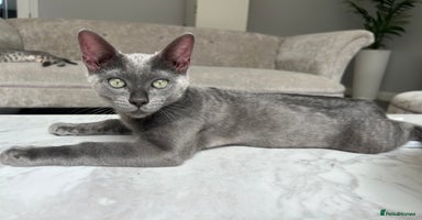 Bengal cats in Benfleet - Advert 10