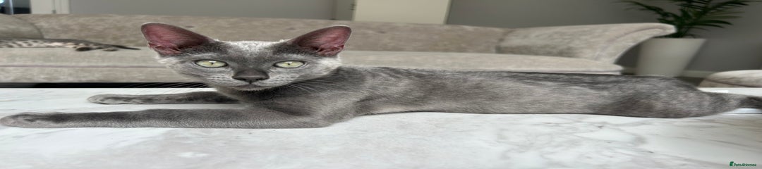 Bengal Kitten 2