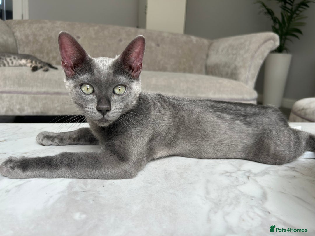 Bengal cats for sale: Two adorable Blue/Melanistic Bengal Kittens TICA  in Benfleet - Image 5