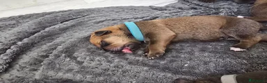 Mixed Breed 12