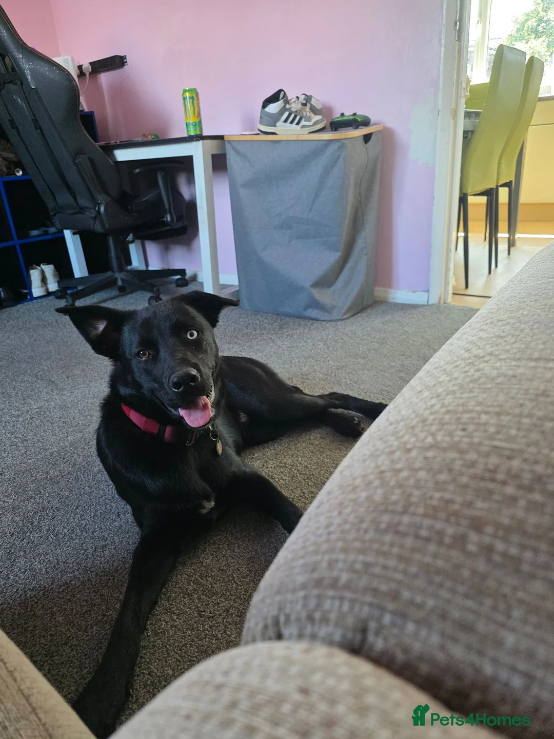 Mixed Breed dogs for sale: Huskador in Spalding - Advert 6