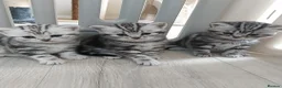 British Shorthair cats for sale: Silver Tabby Kittens, Rare GCCF Show Quality.  - Advert 4