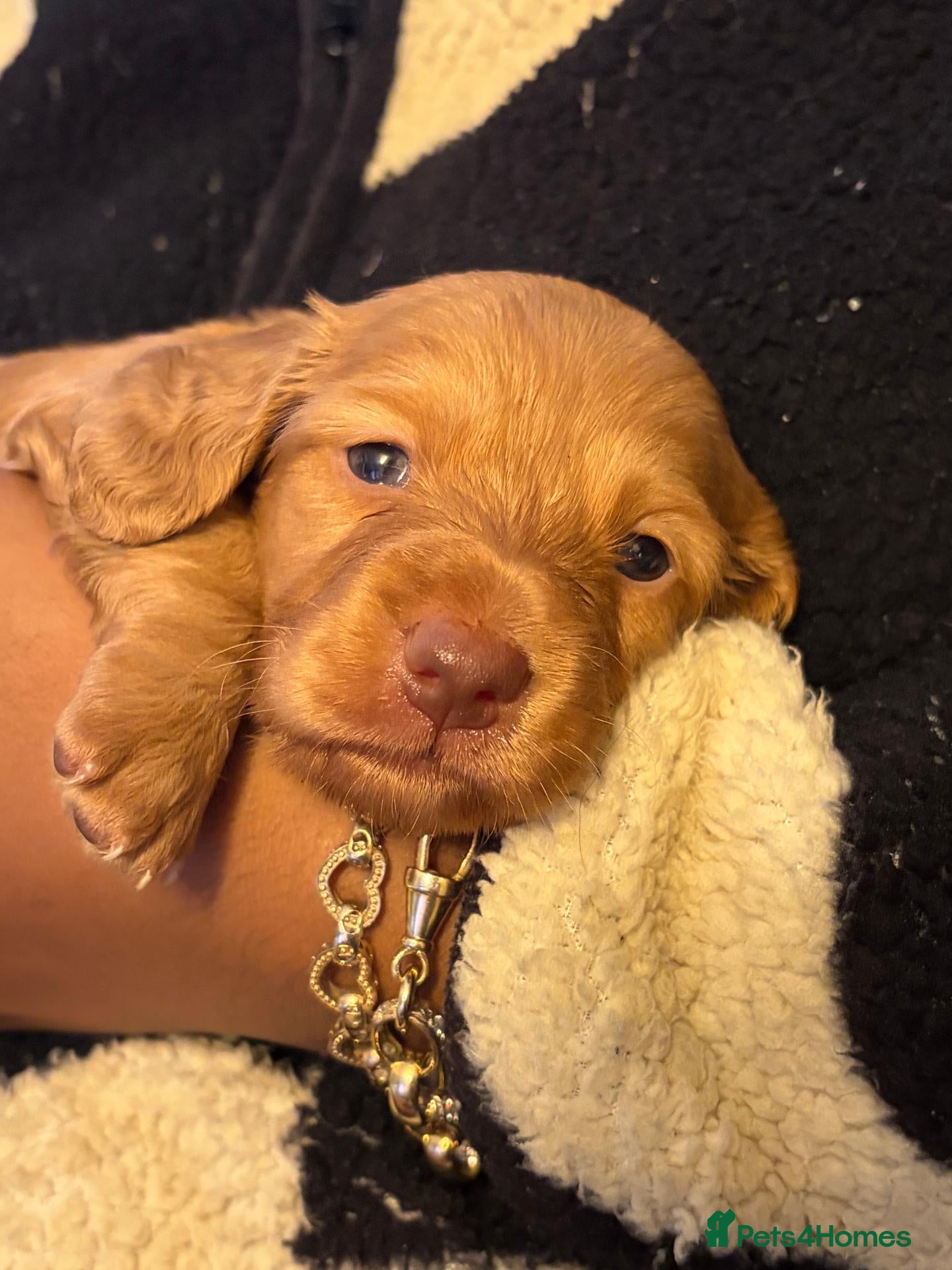 Miniature Dachshund dogs KC Long Haired Mini Dachshund - Cream/Red/Black - Advert 18