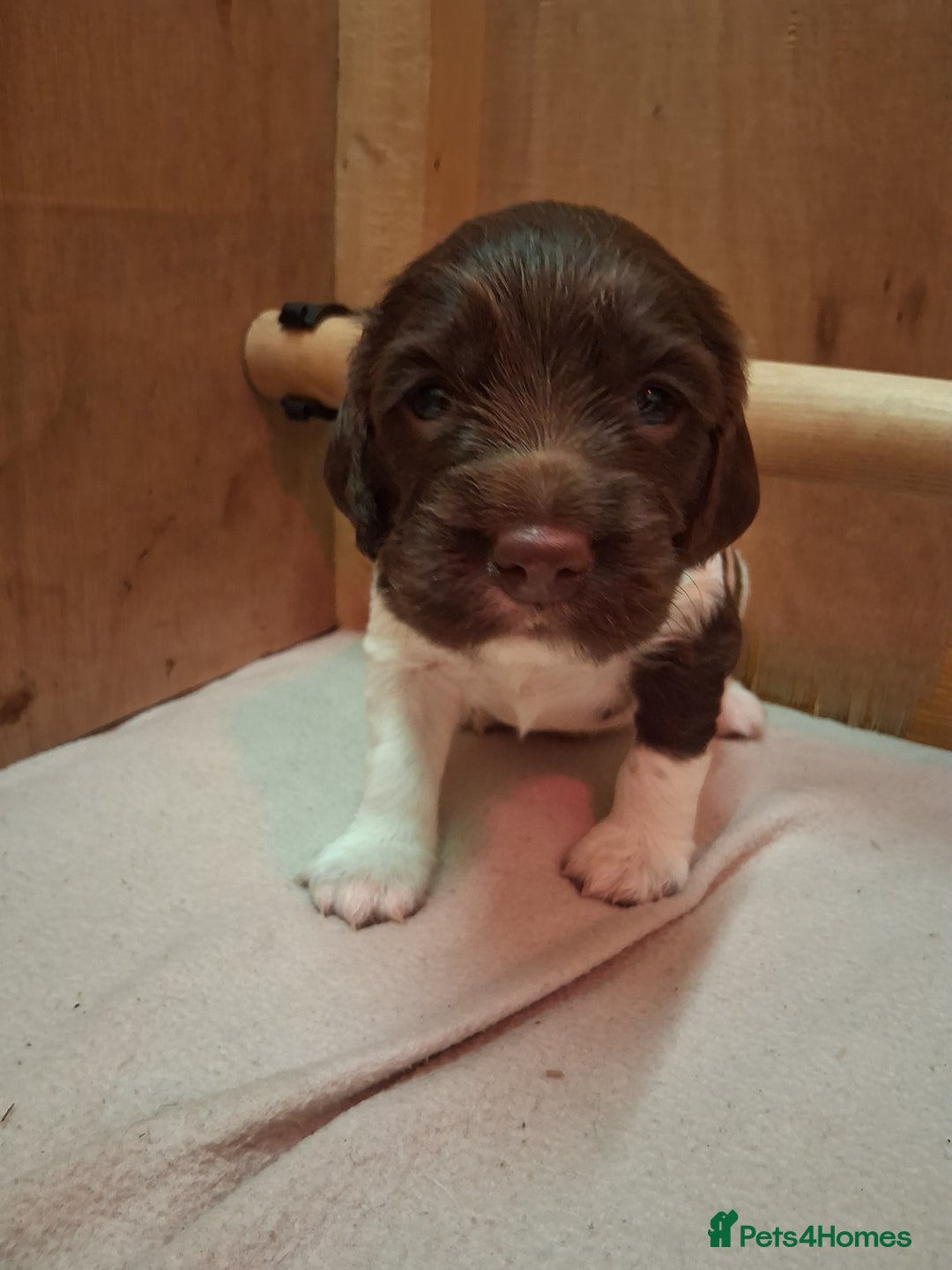 English Springer Spaniel dogs for sale: Kc Registered English Springer Spaniels for sale.  - Advert 9