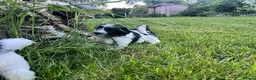 Polish Lowland Sheepdog dogs for sale: Rare Polish Lowland Sheepdog puppy girl available. - Advert 5