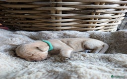 Mixed Breed dogs for sale: Goldador - Advert 8