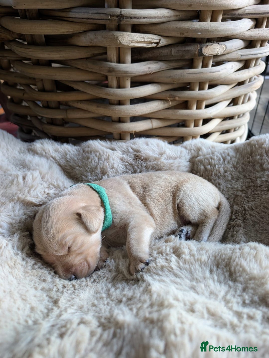 Mixed Breed dogs for sale: Goldador - Advert 8