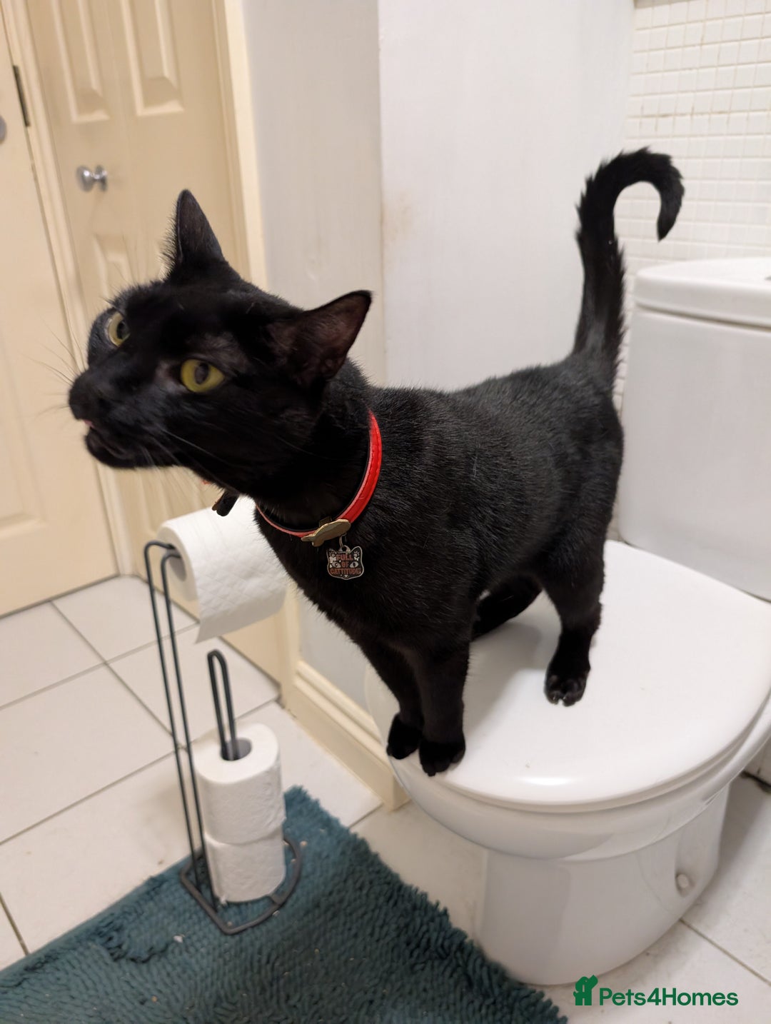 Mixed Breed cats for sale: Male cat for adoption  - Image 4