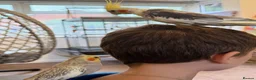 Cockatiels birds for sale: Kira and Pika locking for a loving new home  - Advert 6