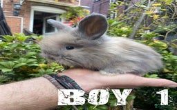 Angora rabbits for sale: Pure Breed Full Face Angora Kits - Image 6