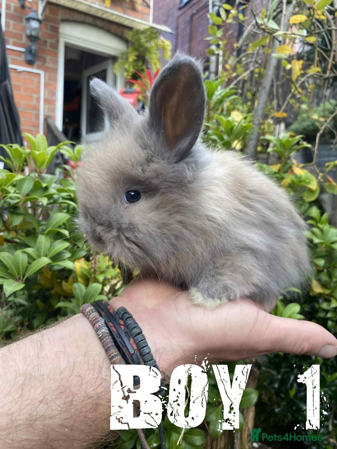 Angora rabbits for sale: Pure Breed Full Face Angora Kits - Image 6