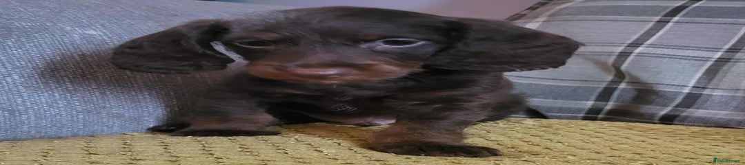 Puppy 2- Blue