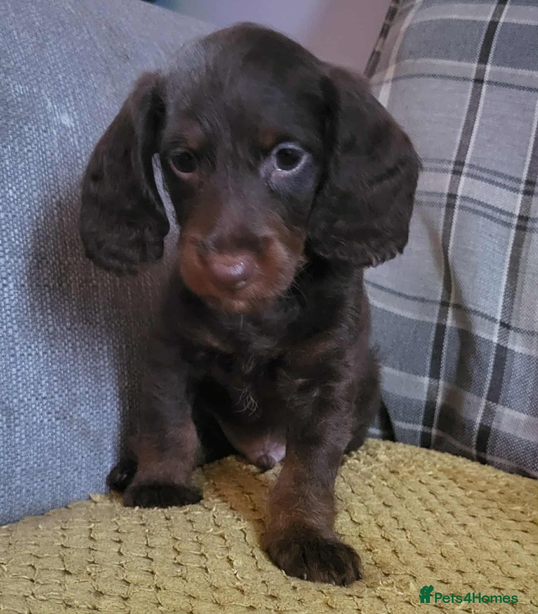 Mixed Breed dogs for sale: Dachschund x doxipoo puppies - Image 32