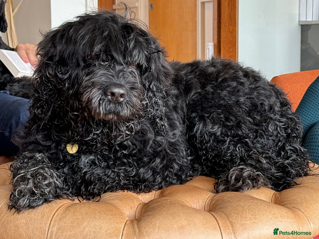 Portuguese Water Dog dogs for sale: ARTSEADOG KC registered Pure Portuguese Waterdogs - Image 24