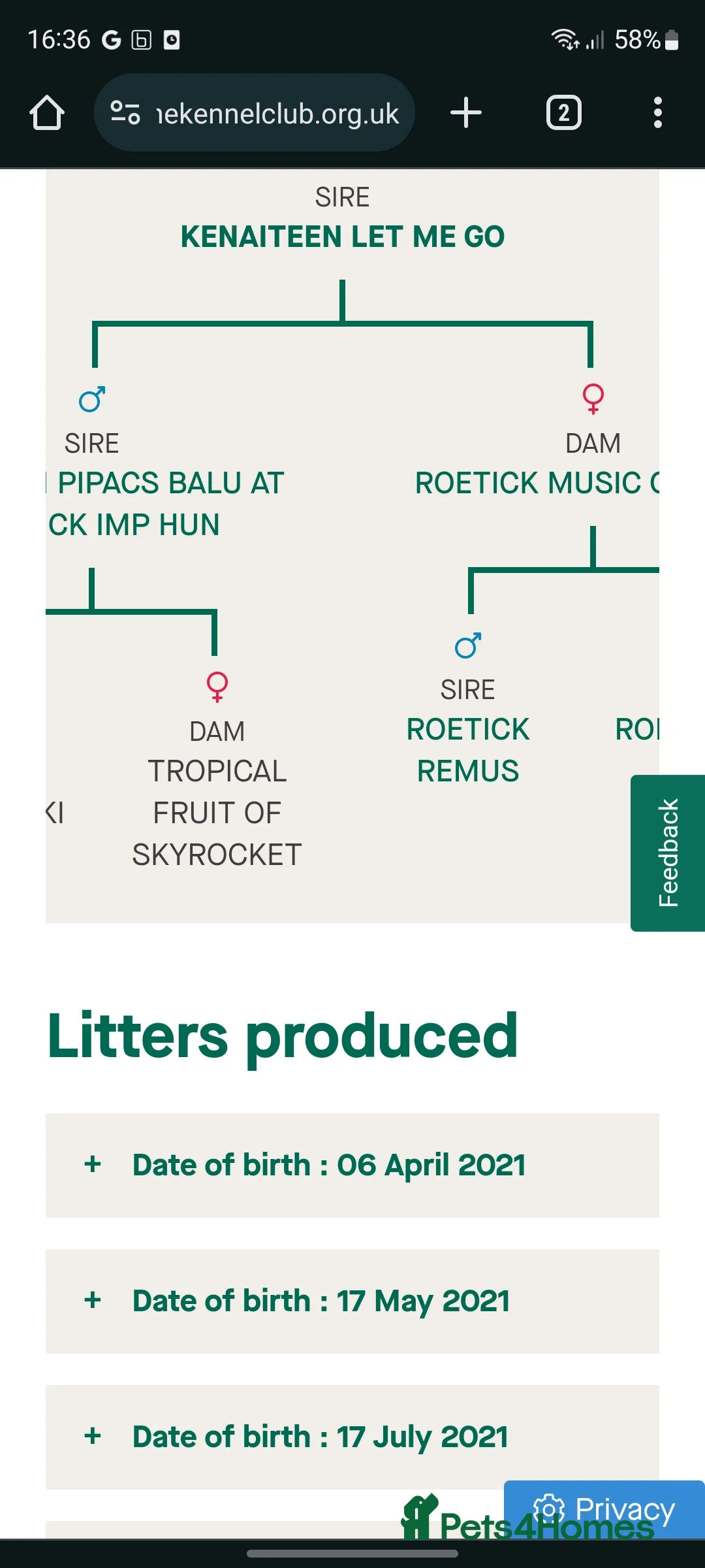 Hungarian Vizsla dogs for stud: Hungarian Vizsla for stud! in Llantwit Major - Advert 38