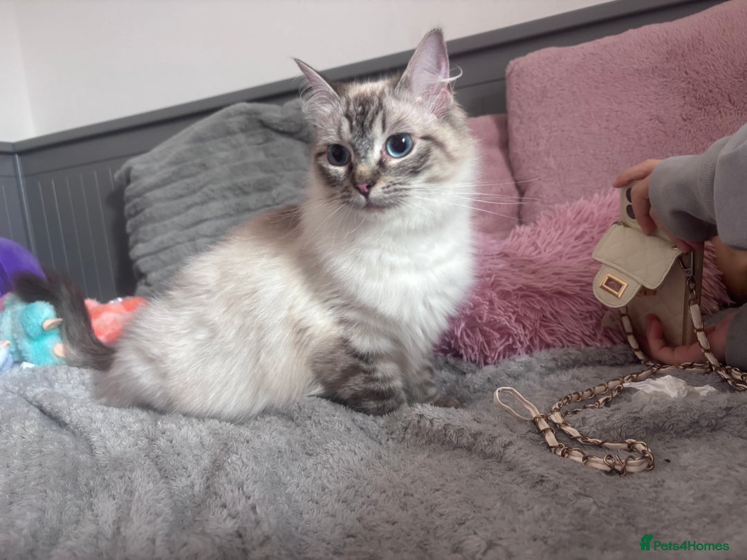 Ragdoll cats for sale: Gorgeous pedigree Ragdoll kittens  - Image 16