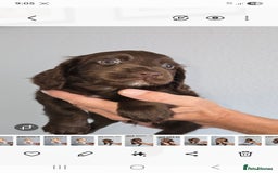 Cocker Spaniel dogs for sale: Working cocker spaniel puppies  - Image 4