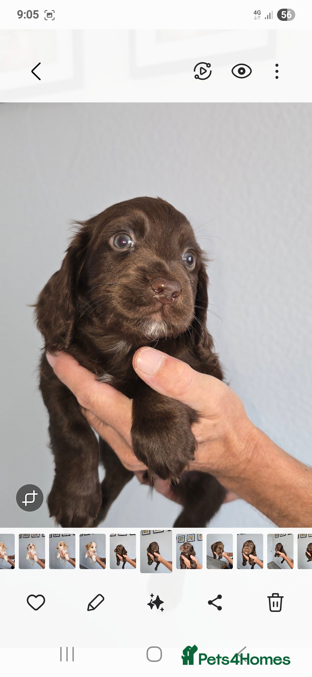 Cocker Spaniel dogs for sale: Working cocker spaniel puppies  - Image 4
